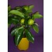 Лимон Мейера Limon Meyer 35 см